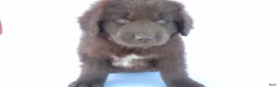 Newfoundland dogs for sale: Jasmine - Ad 7