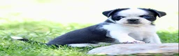 Pug dogs for sale: Bonnie - Ad 3