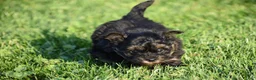 Mixed Breed dogs for sale: Stoker - Ad 5