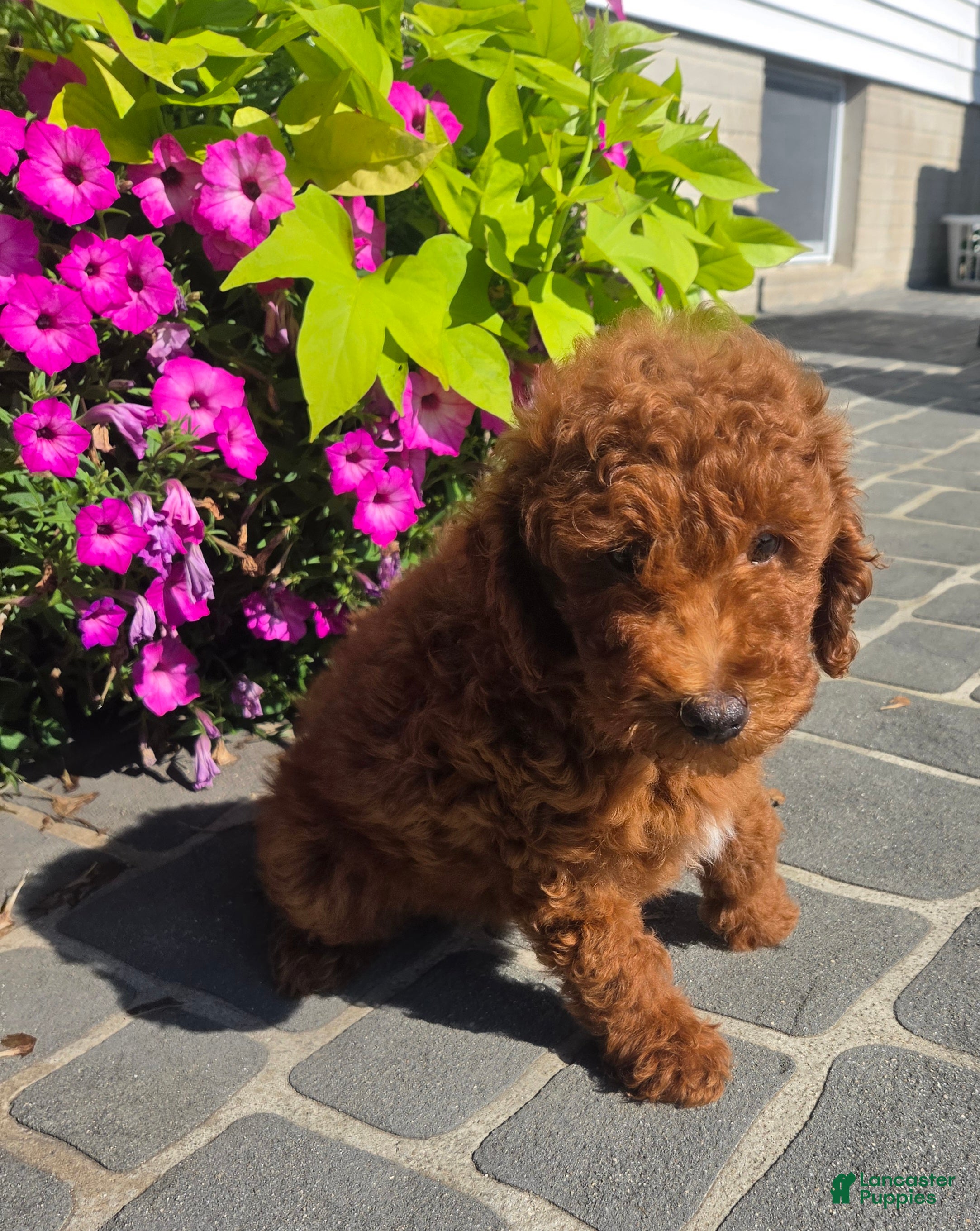 Miniature Poodle dogs Charles - Ad 2