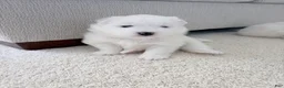 Samoyed dogs for sale: Samoyed Puppy 3 - Ad 2