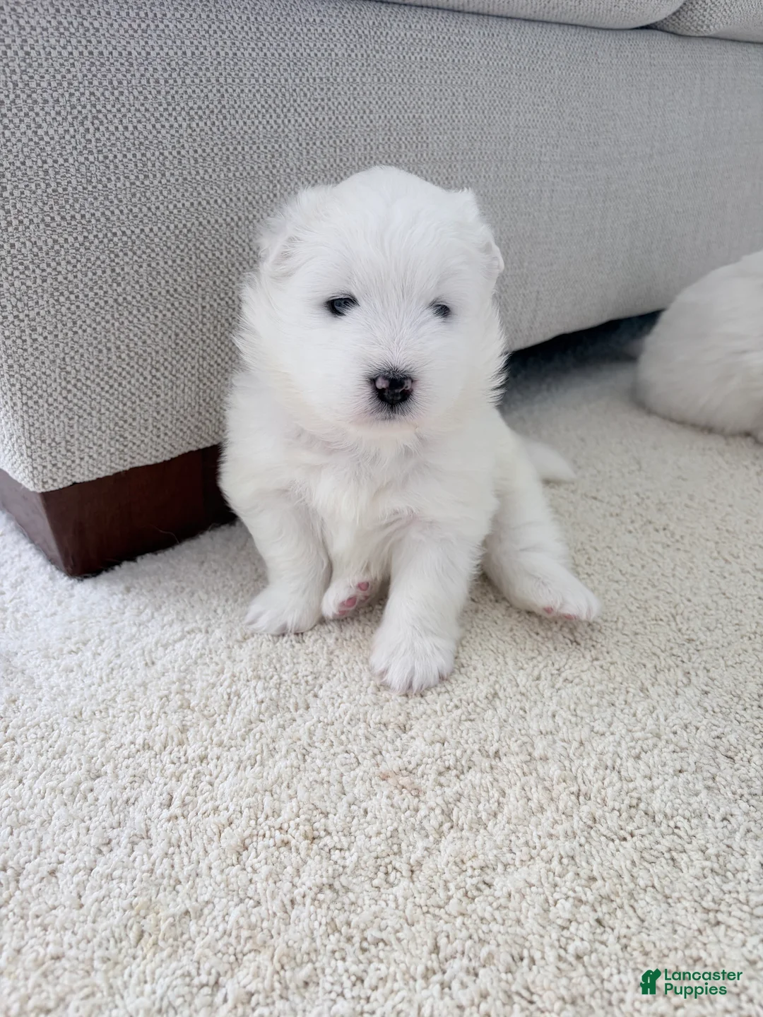 Samoyed dogs for sale: Samoyed Puppy 3 - Ad 2