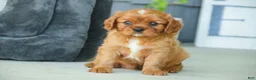 Cavalier King Charles Spaniel dogs for sale: Grady Cavalier King Charles Spaniel  - Ad 5