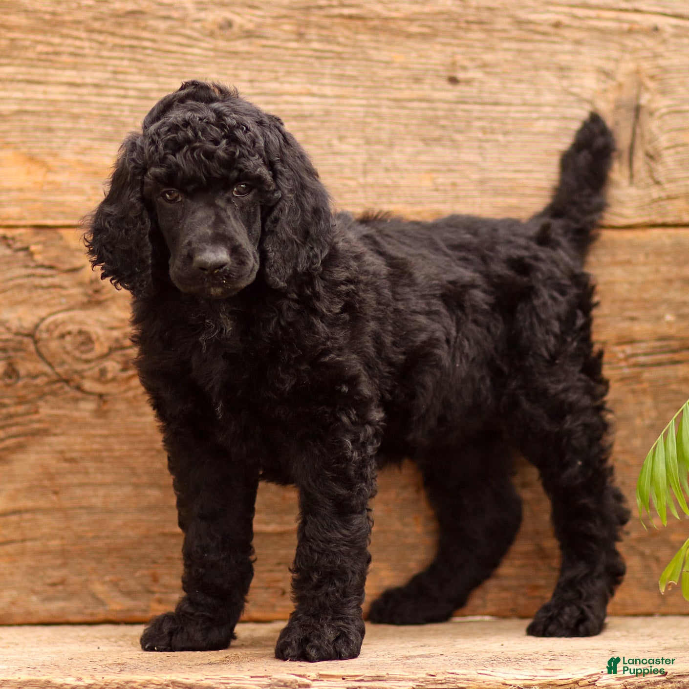 Standard Poodle dogs Danny - Ad 1