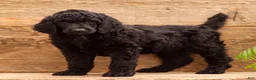 Standard Poodle dogs for sale: Danny - Ad 1