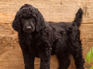 Standard Poodle dogs for sale: Danny - Ad 3