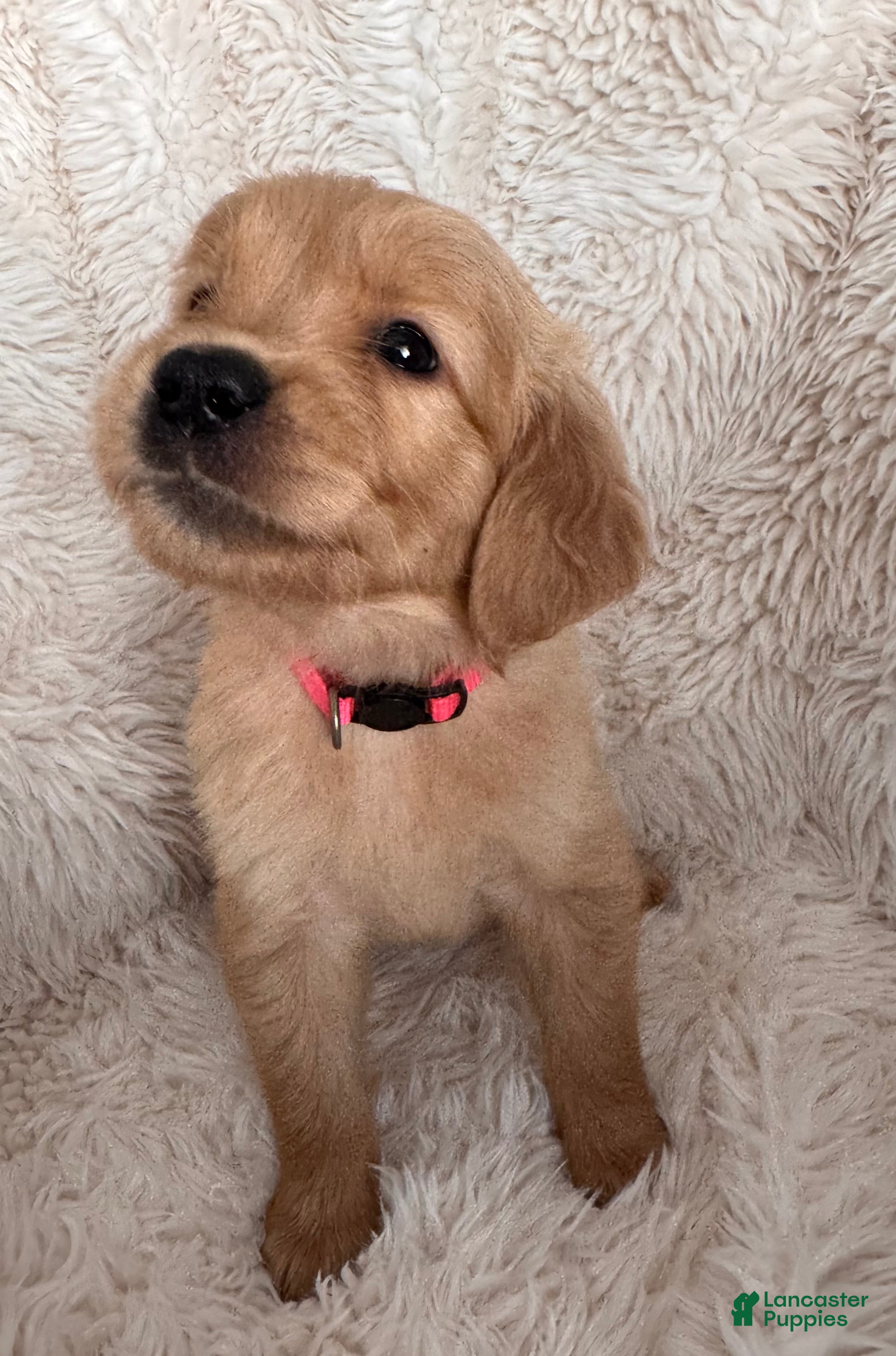 Golden Retriever dogs Iris - Punk Collar, female - Ad 2