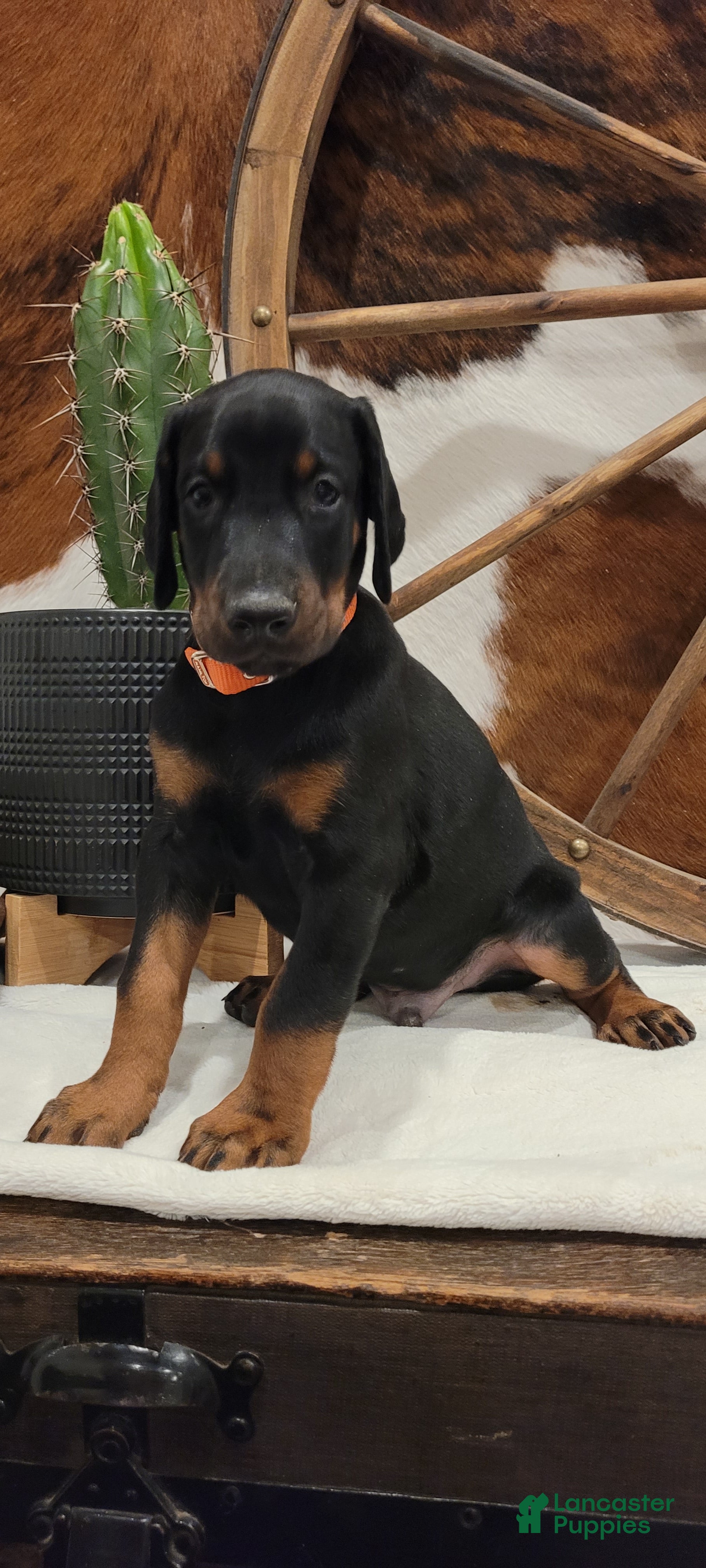 Doberman Pinscher dogs Doberman Pinscher Puppy 2 - Ad 1