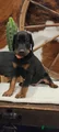 Doberman Pinscher Puppy 2