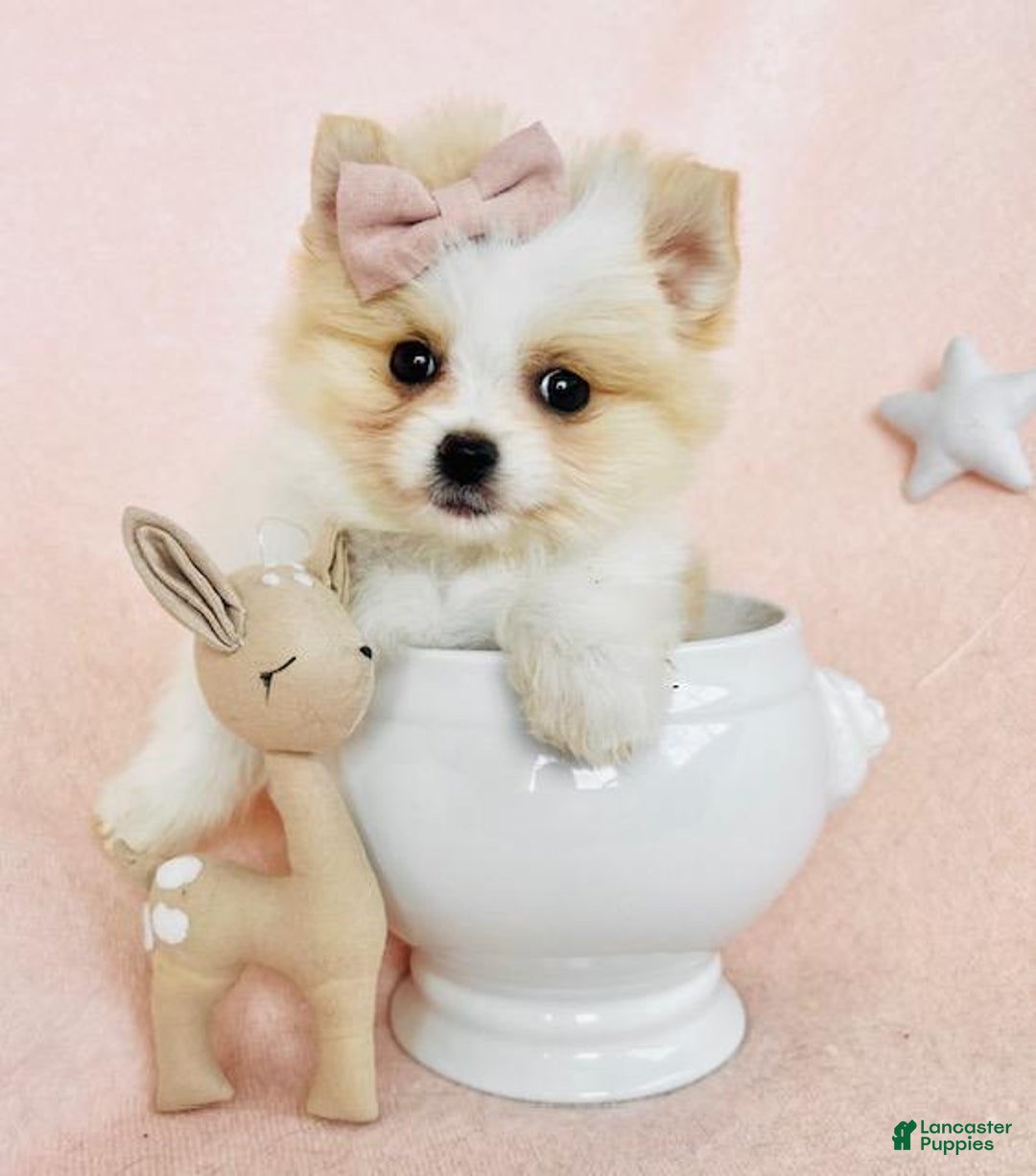 Pomeranian dogs for sale: Pomeranian Puppy 5 - Ad 1