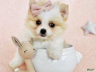 Pomeranian dogs Pomeranian Puppy 5 - Ad 15