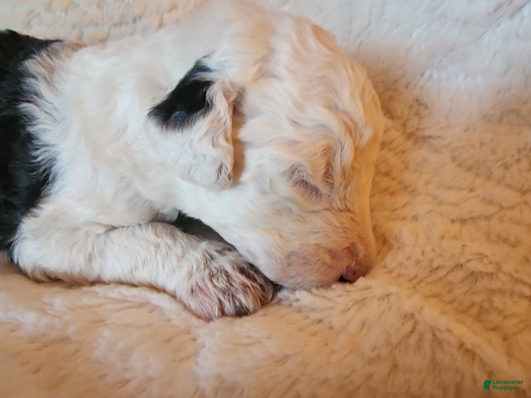 Mixed Breed dogs for sale: Marigold - Ad 6