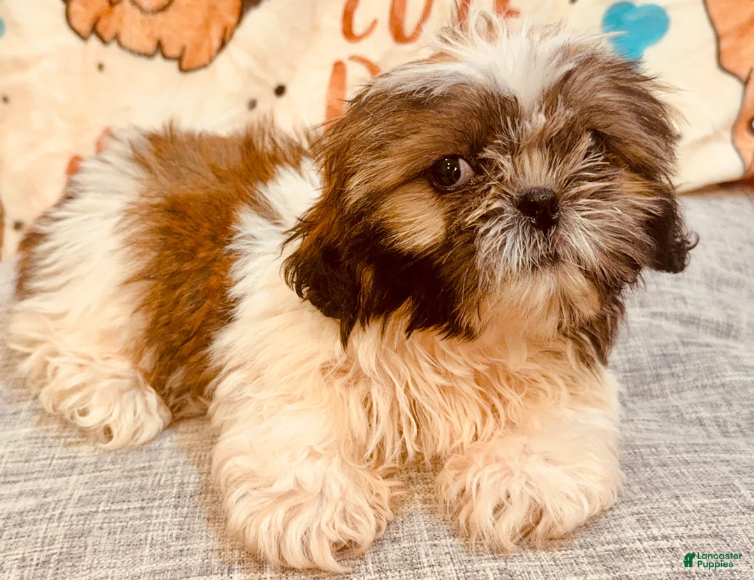 Shih Tzu dogs for sale: Lucy - Ad 2