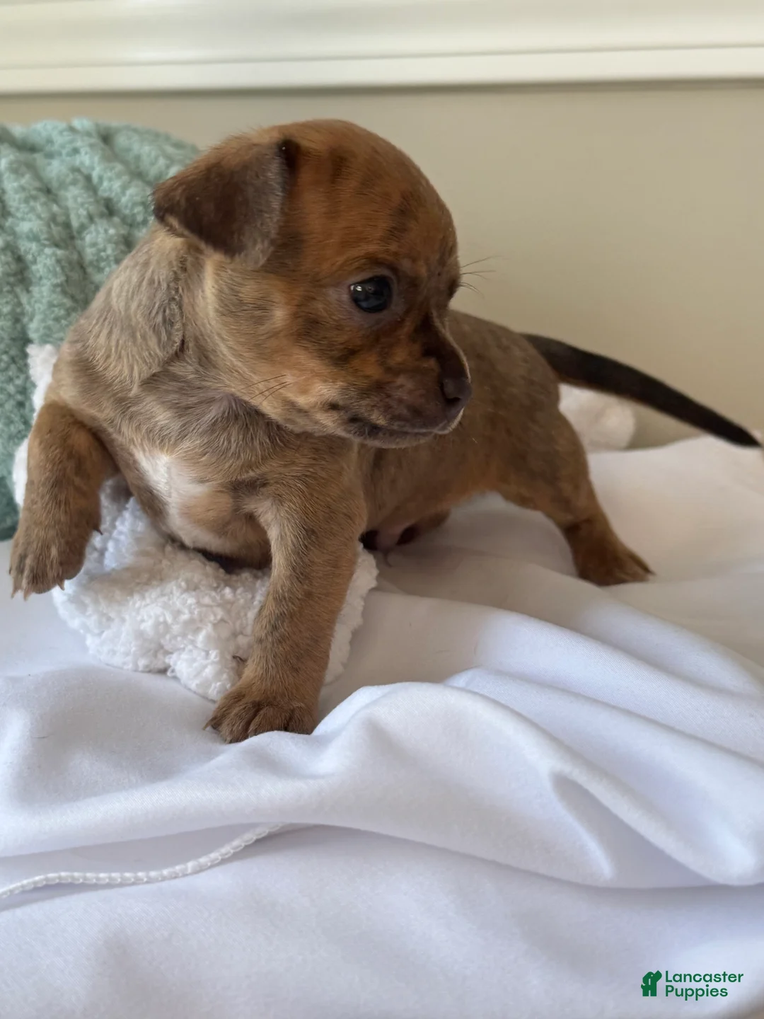 Chihuahua dogs for sale: Sully - Ad 2