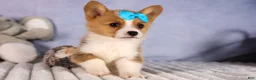 Welsh Corgi Pembroke dogs for sale: Benji🐾💙 - Ad 11