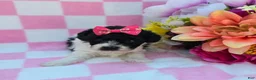 Maltipoo dogs for sale: Robin - Ad 3