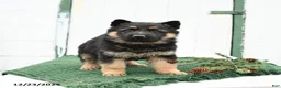 German Shepherd dogs for sale: Lily - Ad 2