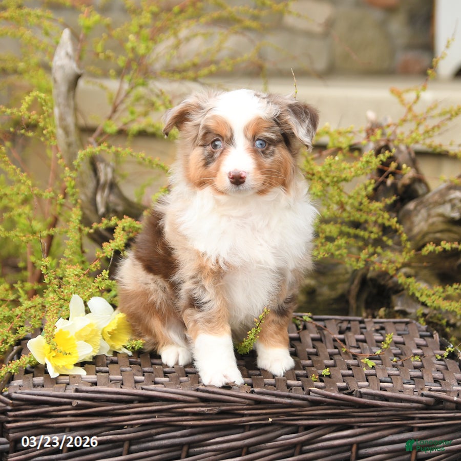 Miniature Australian Shepherd dogs Spur - Ad 1