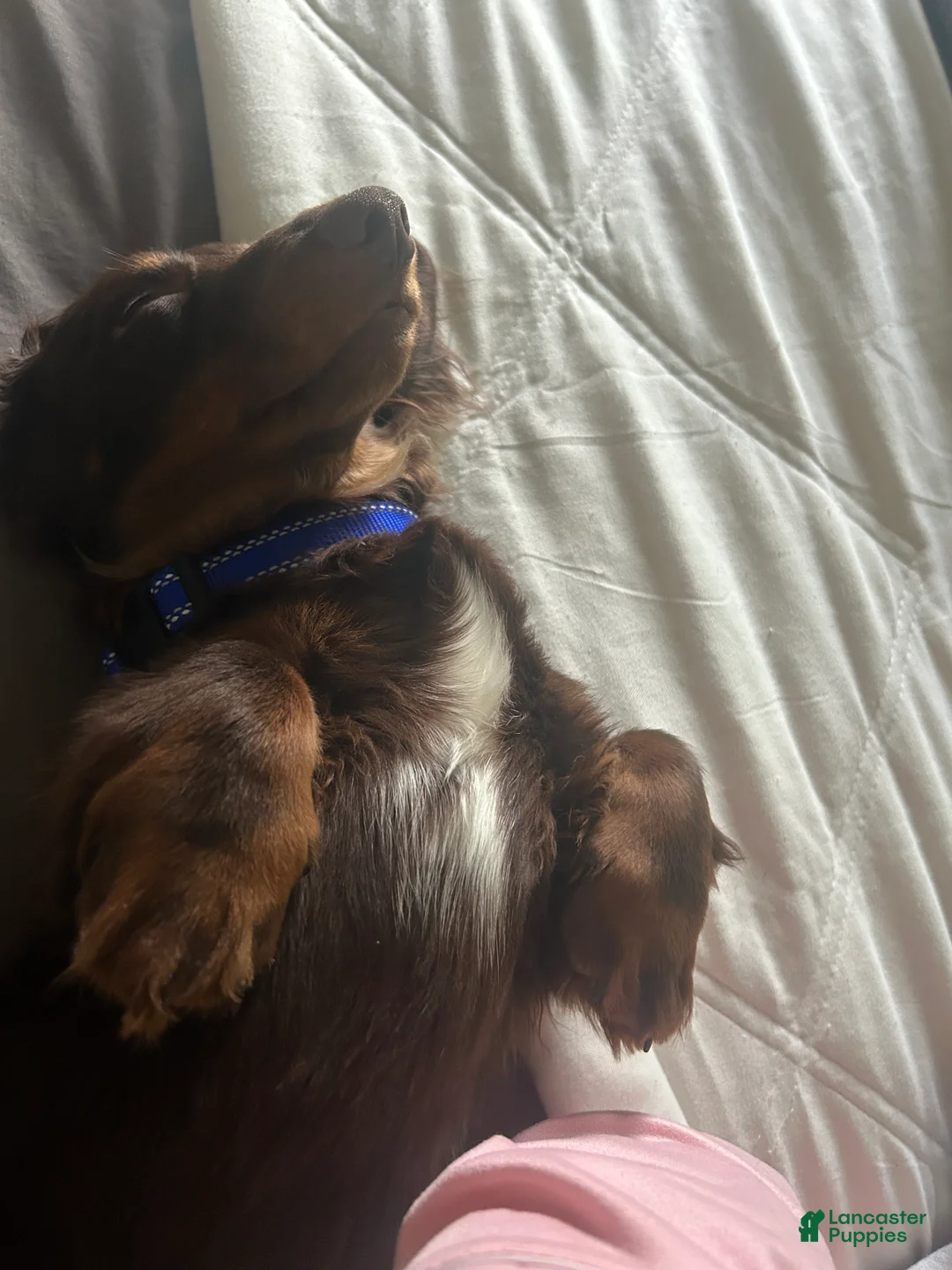 Dachshund dogs for sale: Dachshund Puppy 1 - Ad 2