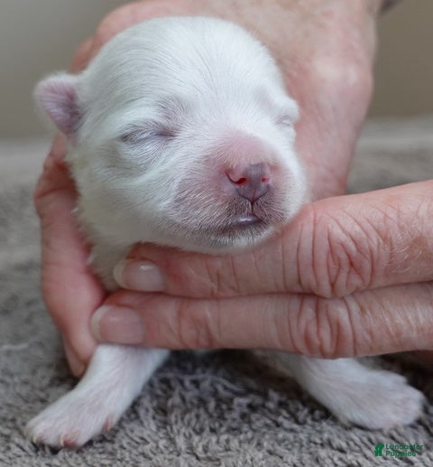 Maltese dogs Halo - Ad 1