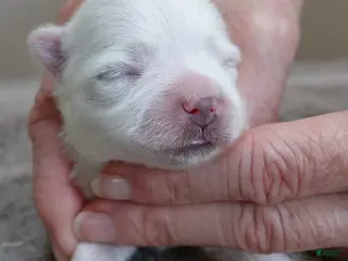 Maltese dogs Halo - Ad 1