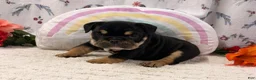 English Bulldog dogs for sale: Ben - Ad 2