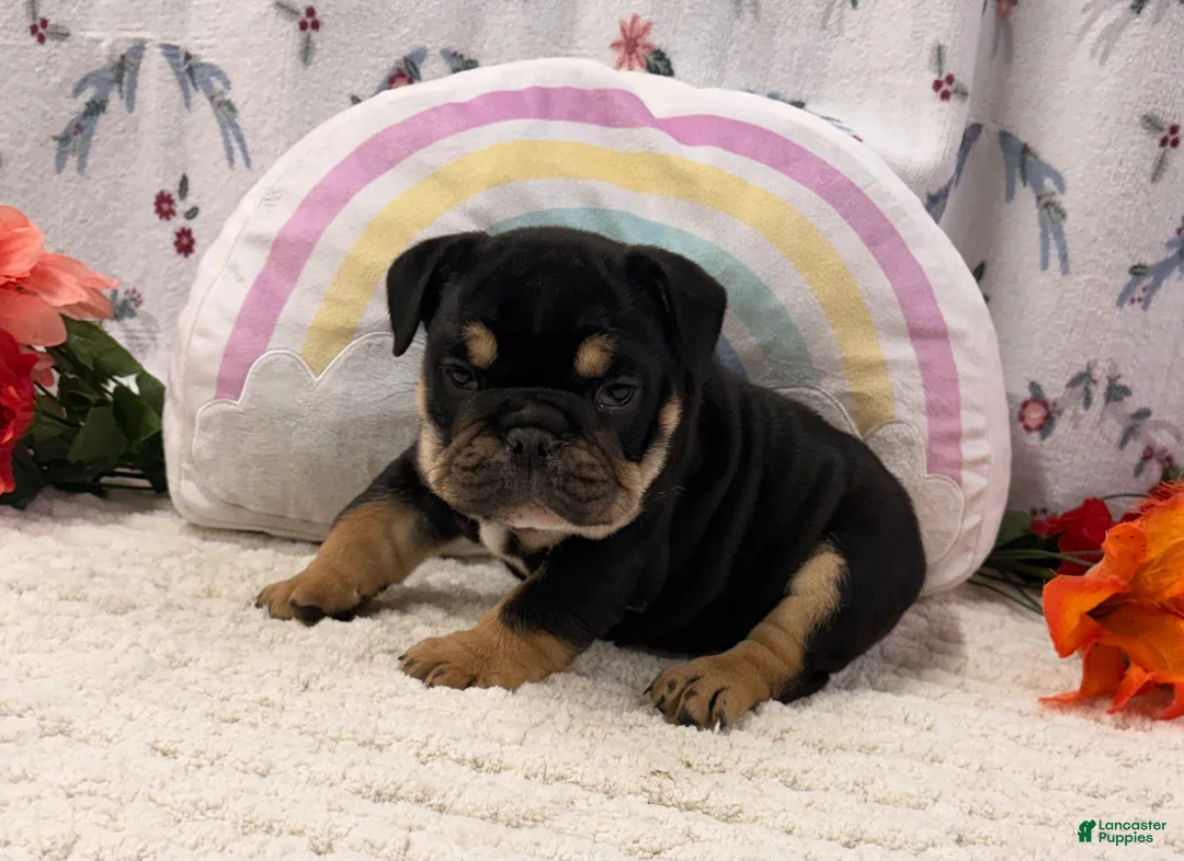 English Bulldog dogs for sale: Ben - Ad 2