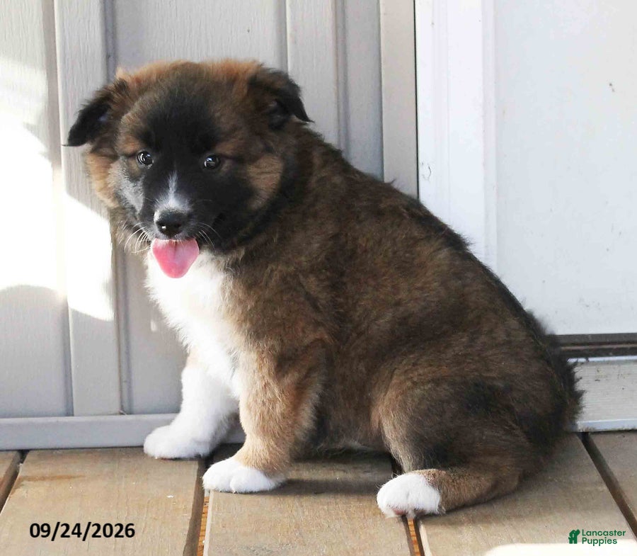 Mixed Breed dogs Carla - Ad 1