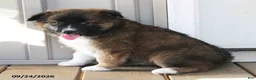 Mixed Breed dogs for sale: Carla - Ad 1