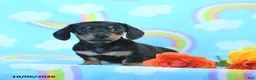 Miniature Dachshund dogs for sale: Jack  - Ad 2