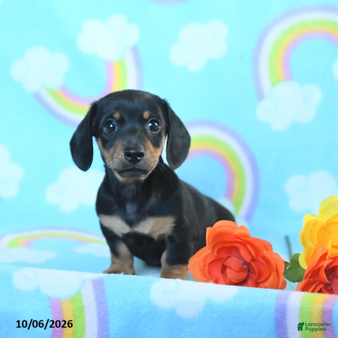 Miniature Dachshund dogs for sale: Jack  - Ad 2