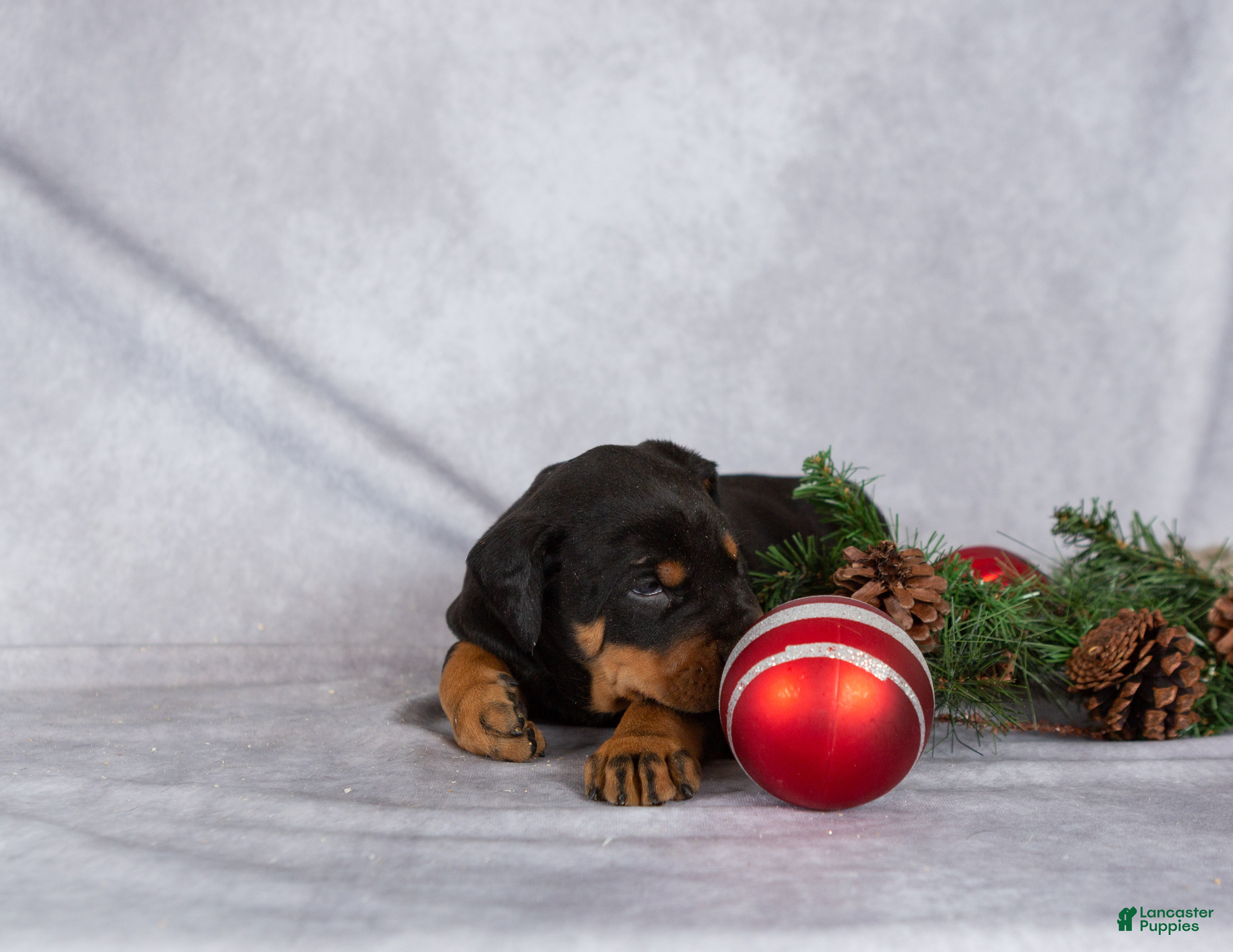 Mixed Breed dogs Marshall - Ad 6