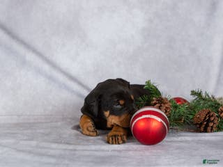 Mixed Breed dogs Marshall - Ad 1