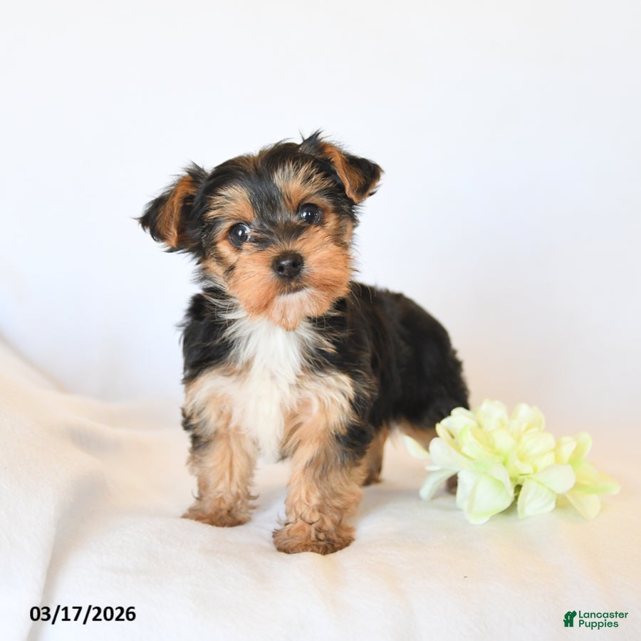 Yorkshire Terrier dogs Rylee - Ad 1