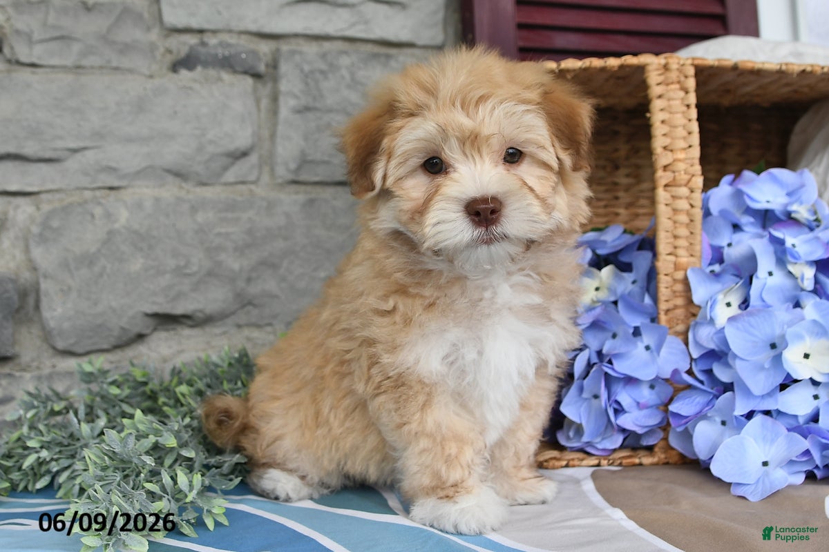 Havanese dogs Jaxon - Ad 1