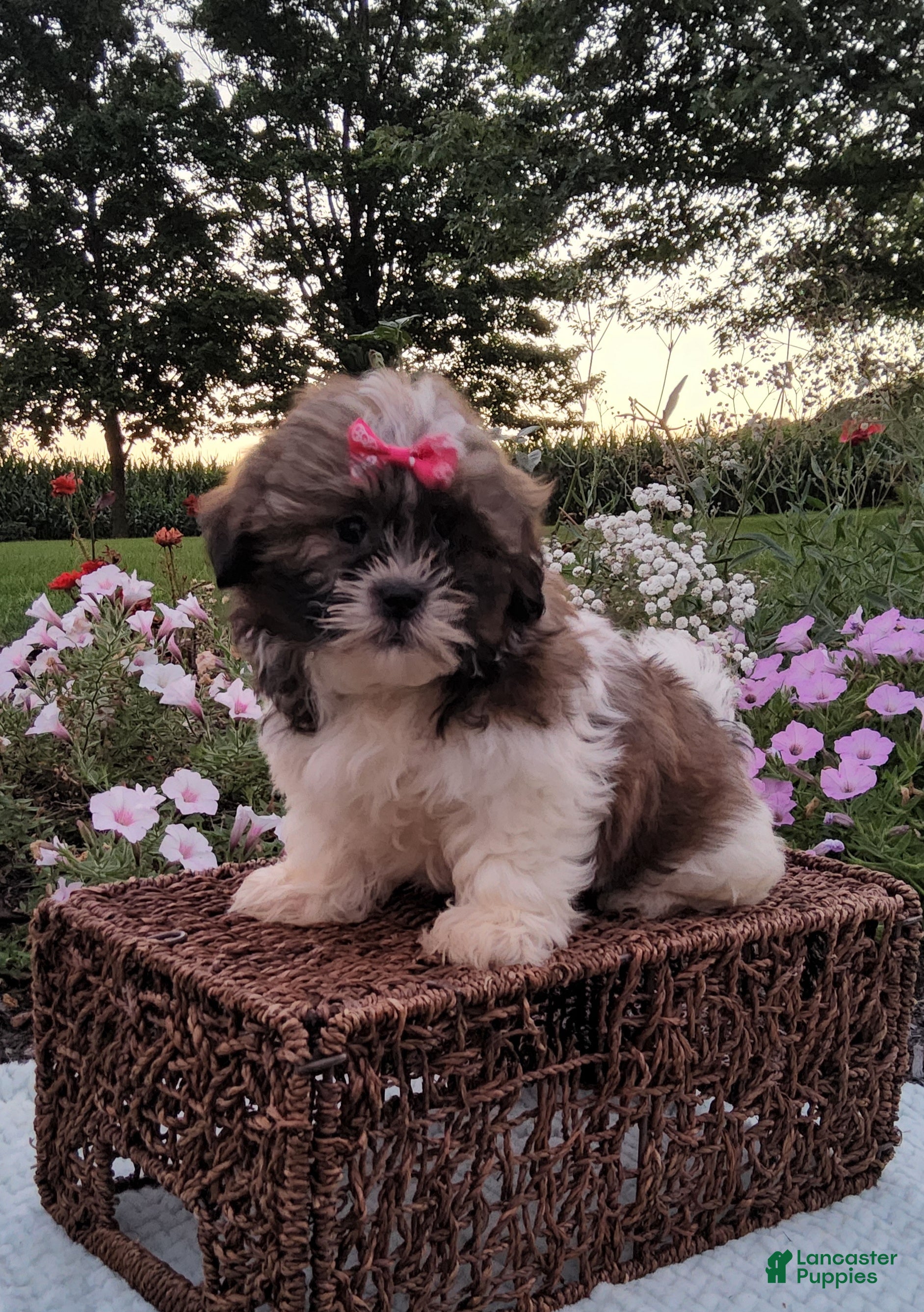Shih Tzu dogs Bailey - Ad 1