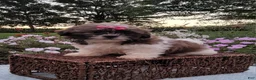 Shih Tzu dogs for sale: Bailey - Ad 1