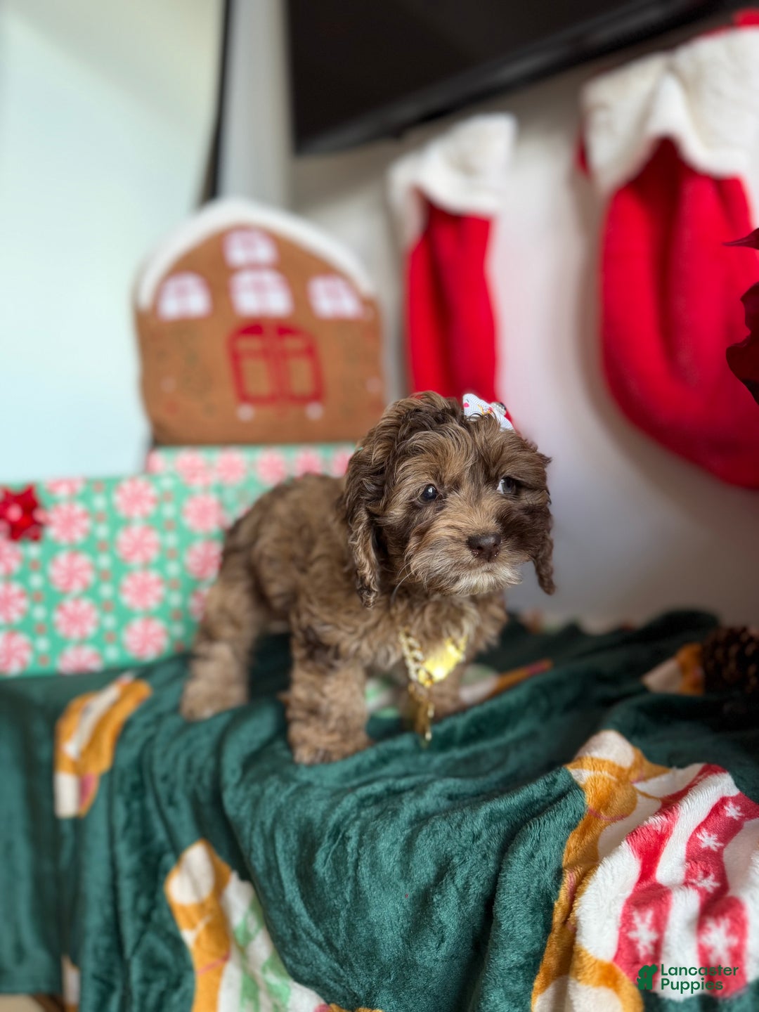 Cockapoo dogs for sale: Princess - Ad 4