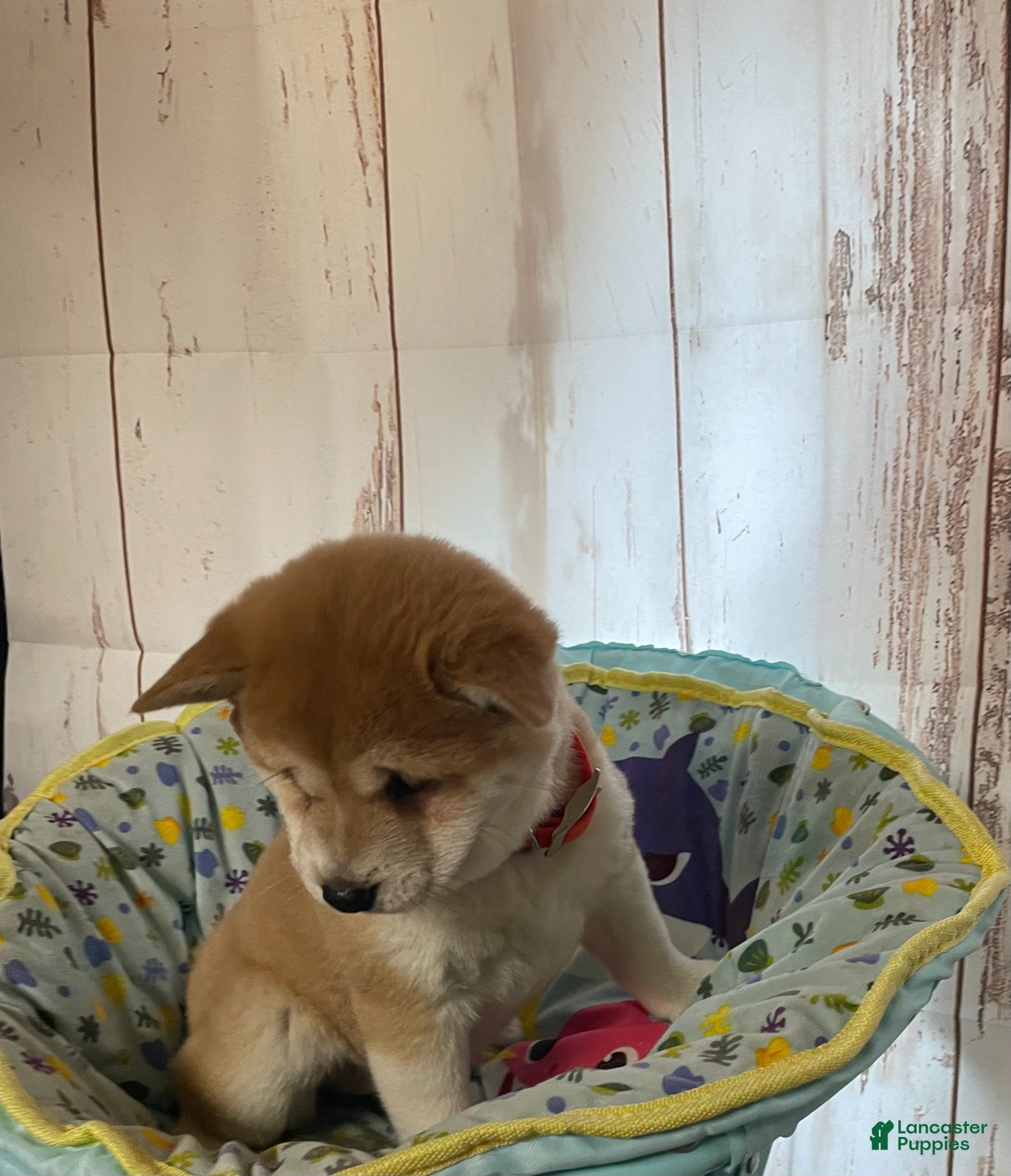 Shiba Inu dogs Twilight - Ad 1