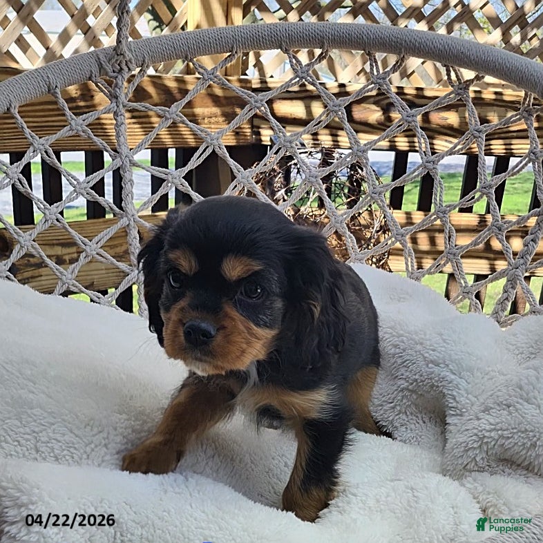 Cavapoo dogs Loyal - Ad 2