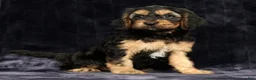 Cavapoo dogs for sale: Kyle - Ad 6