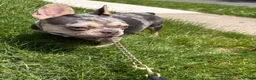 French Bulldog dogs for sale: French Bulldog 5 - Ad 3