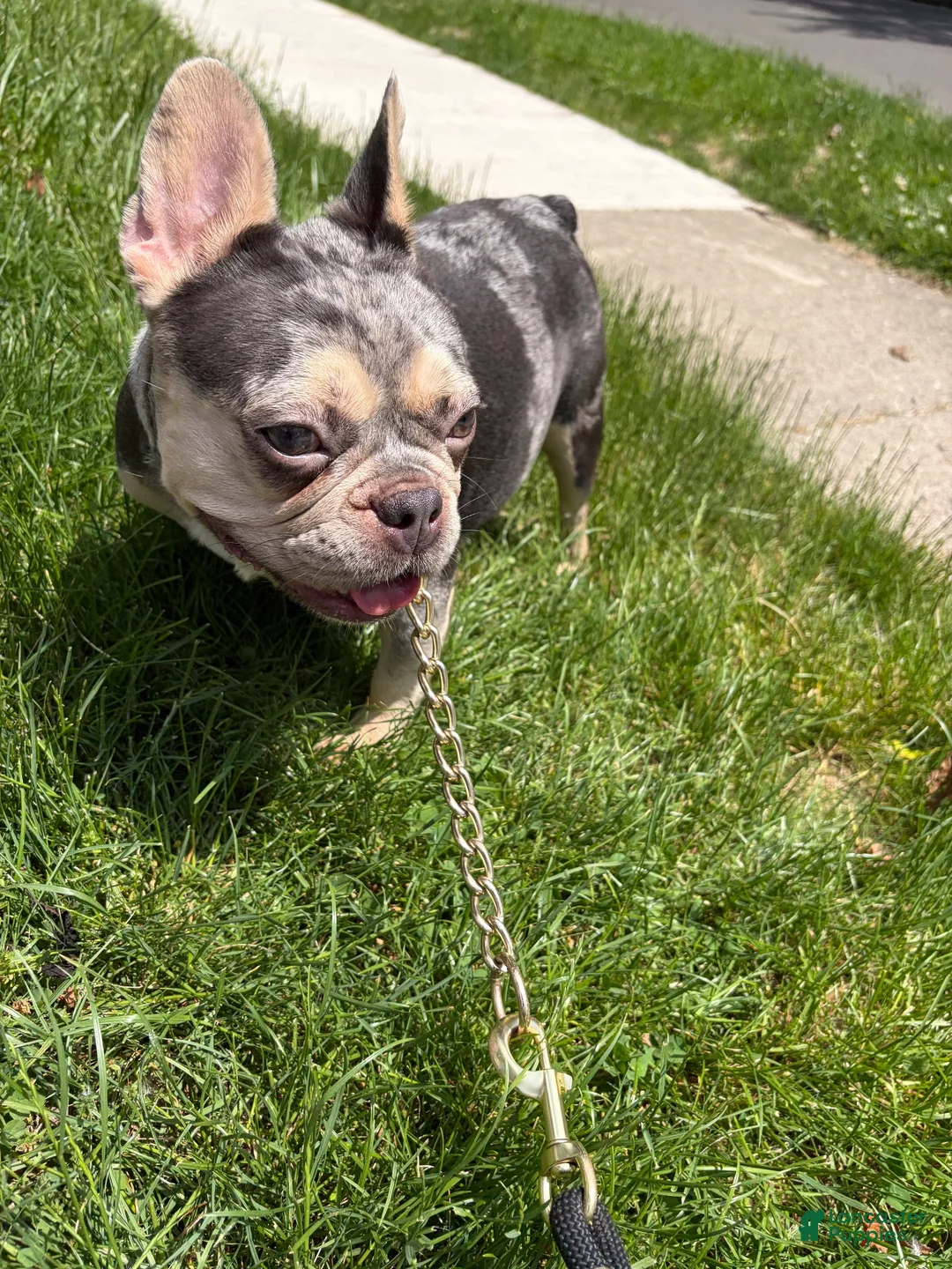 French Bulldog dogs for sale: French Bulldog  - Ad 2