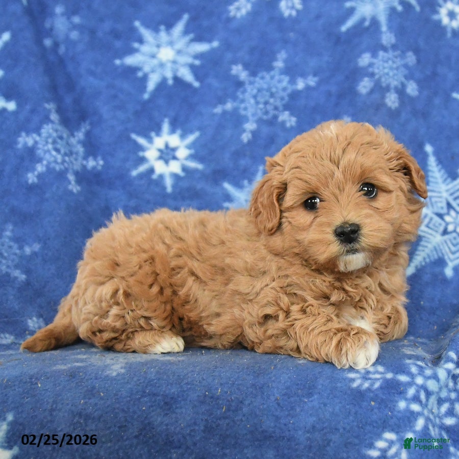 Maltipoo dogs Gabe - Ad 2