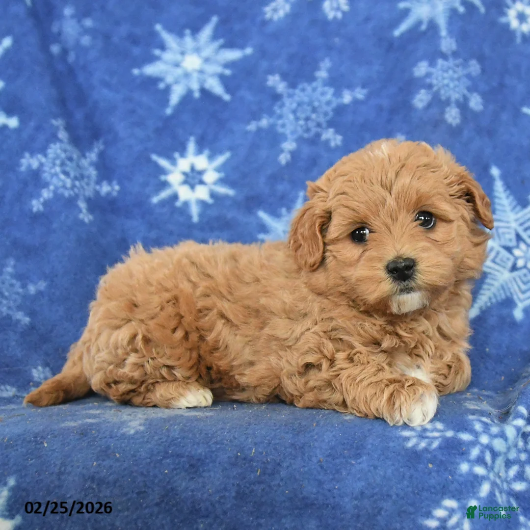 Maltipoo dogs for sale: Gabe - Ad 2