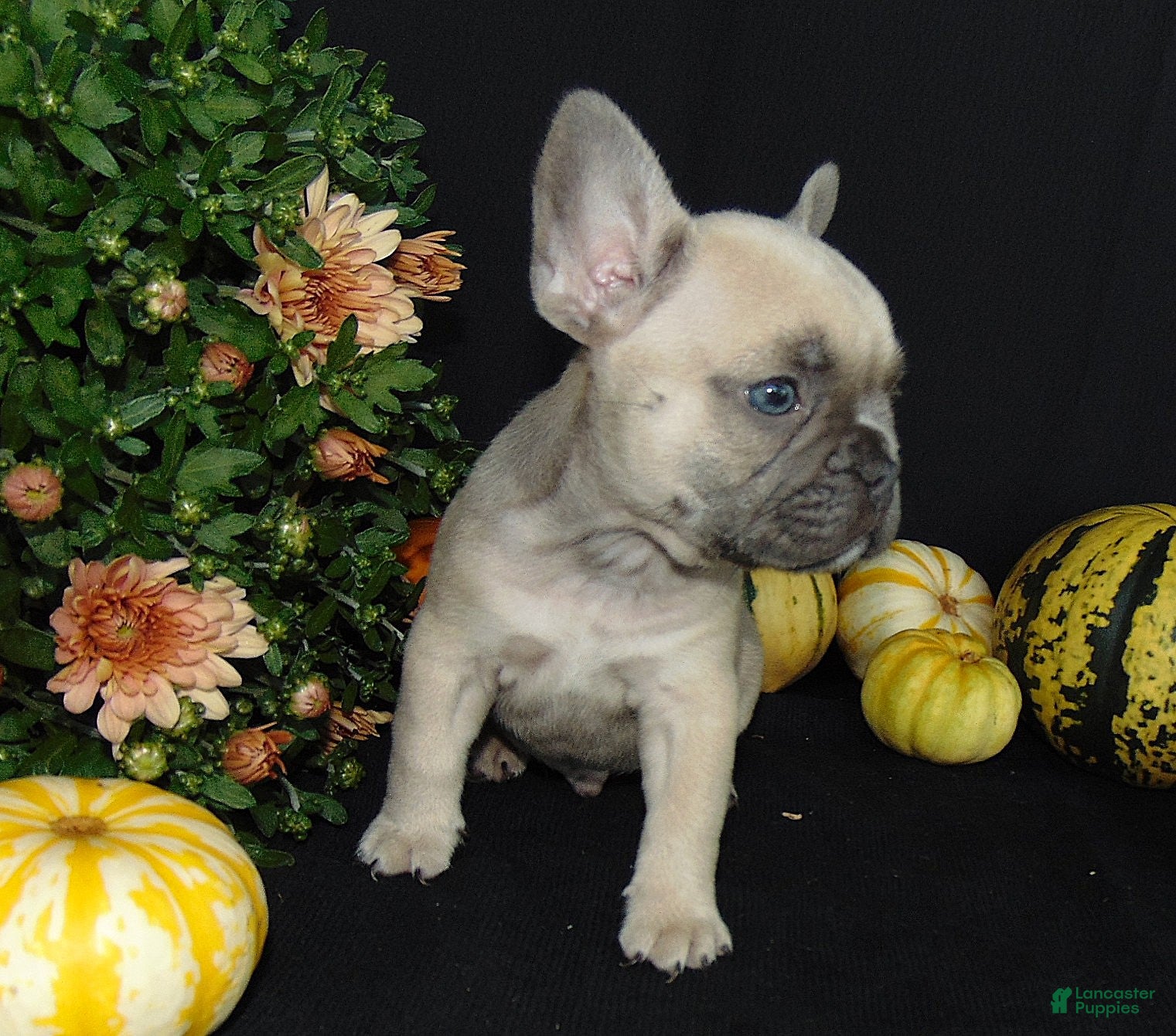 French Bulldog dogs Murphy - Ad 1