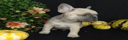 French Bulldog dogs for sale: Murphy - Ad 1