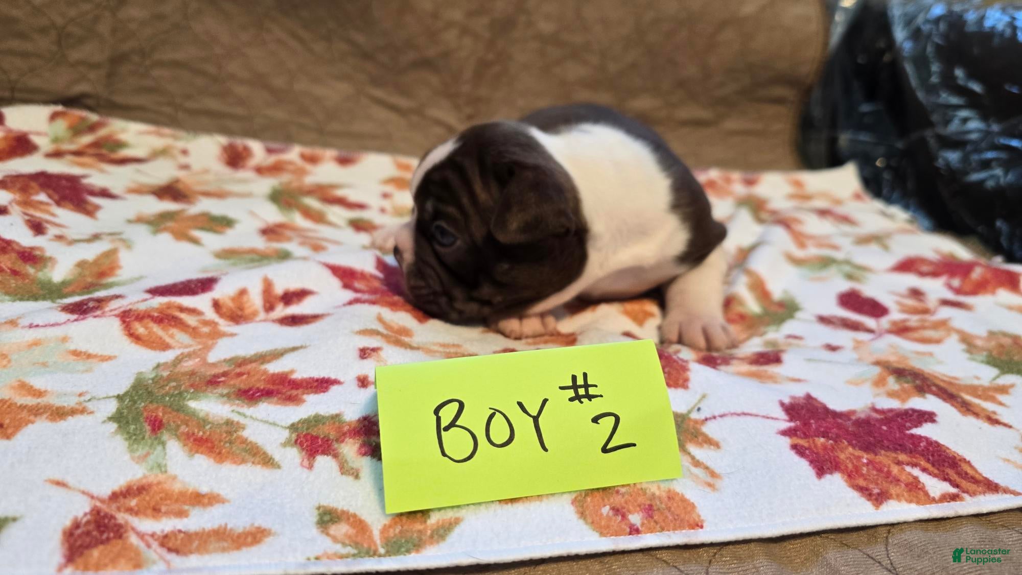 Boston Terrier dogs Boston Terrier 4 - Ad 1
