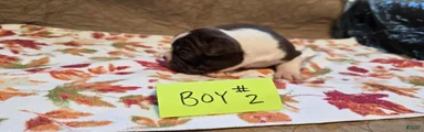 Boston Terrier 4