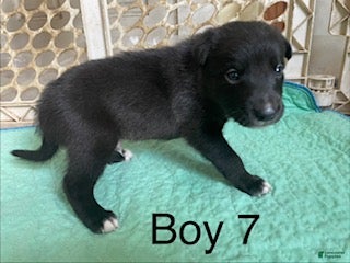 Border Collie dogs Border Collie 4 - Ad 17